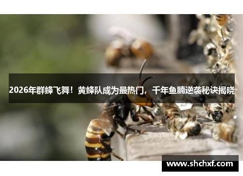 2026年群蜂飞舞！黄蜂队成为最热门，千年鱼腩逆袭秘诀揭晓